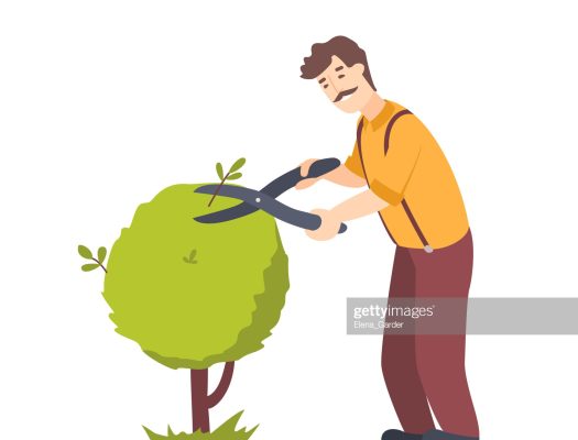 Gardener trim trees in garden. Worker cutting a hedge in park. Pruning shears for cutting tree. Flat vector illustration